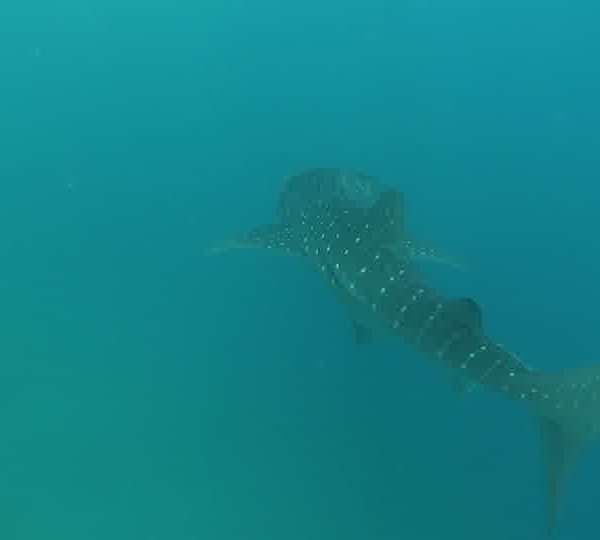 Requin_baleine_nage_camera_le_suit_et_la_laisse_partir