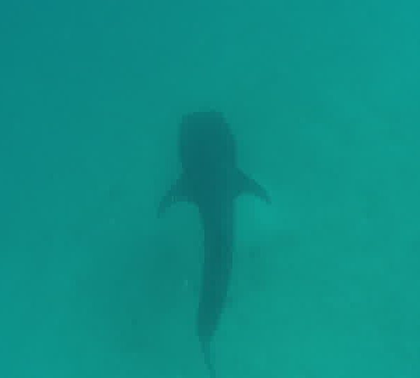 Requin_baleine_nage_sur_le_sable_entree_de_champ