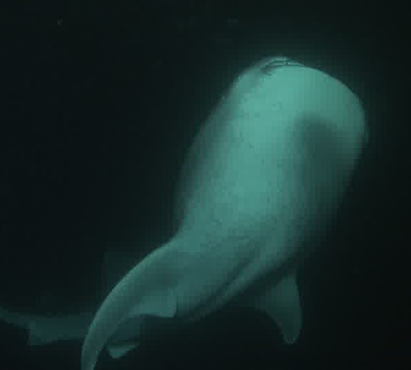 Requin_baleine_nuit__plan_large_en_cotre_plongee