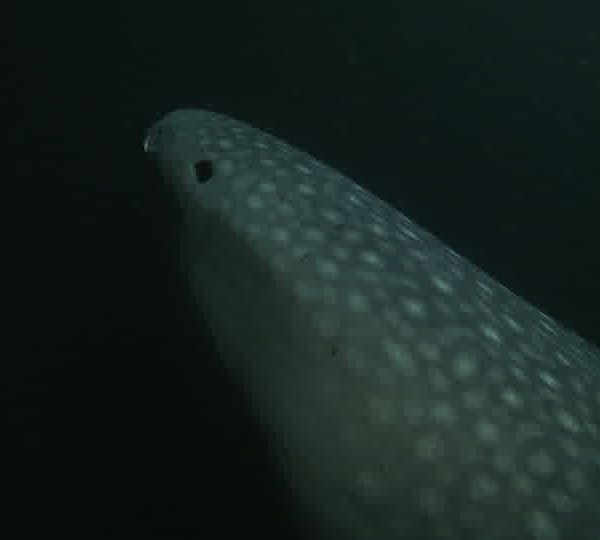 Requin_baleine_nuit__rentre_son_oeil_et_passe_de_tres_pres_OK