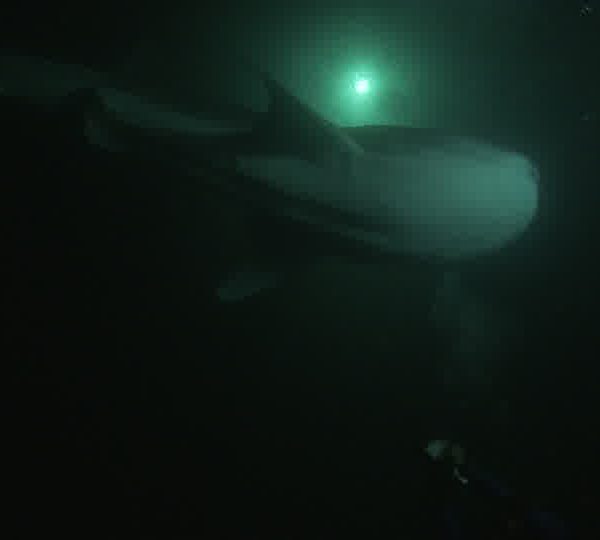 Requin_baleine_nuit_passe_dessus_camera_plongeur_a_cote