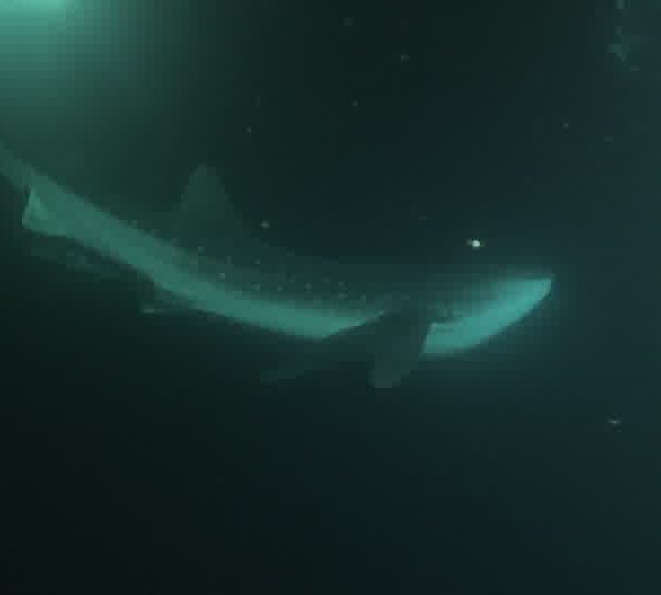 Requin_baleine_nuit_passe_sur_la_camera