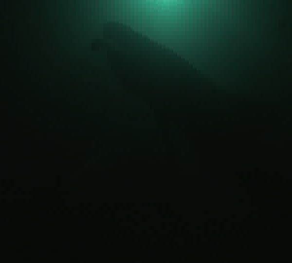Requin_baleine_nuit_silouhette_sous_projecteur