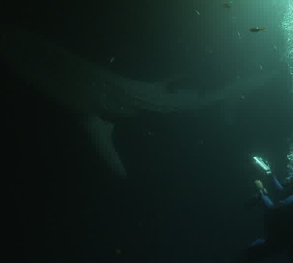 Requin_baleine_nuit_vu_de_dessus_avec_plongeur_apres_et_un_autre