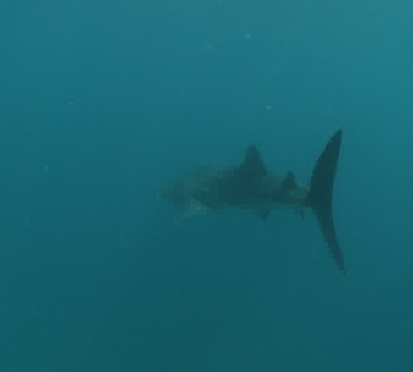 Requin_baleine_part_vers_le_fond_lentement