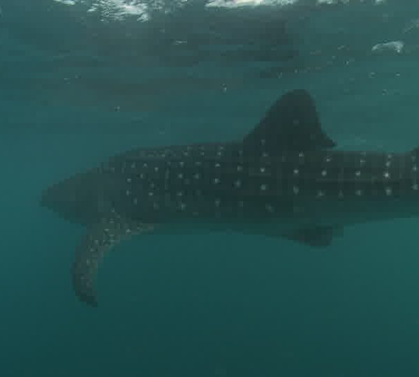 Requin_baleine_passe_sous_la_surface