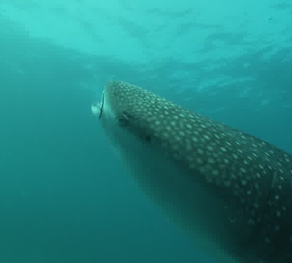 Requin_baleine_vertical_gros_plan