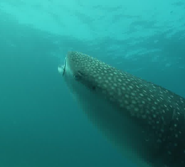 Requin_baleine_vertical_gros_plan