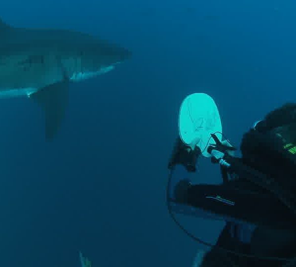 Requin_blanc_François_le_dessine