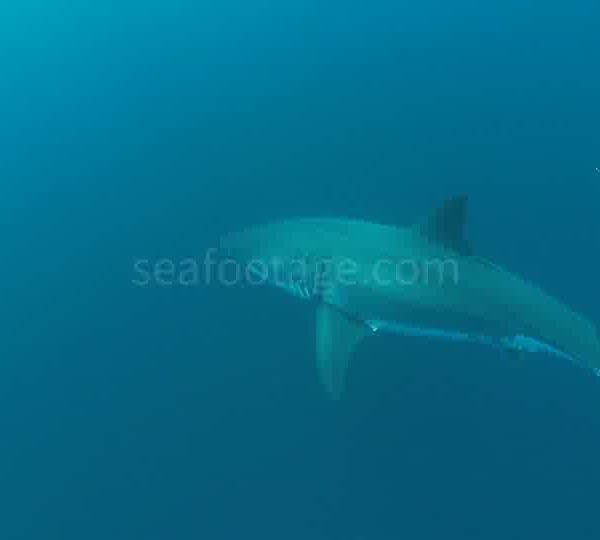 Requin_blanc_arrive_de_face_et_tourne