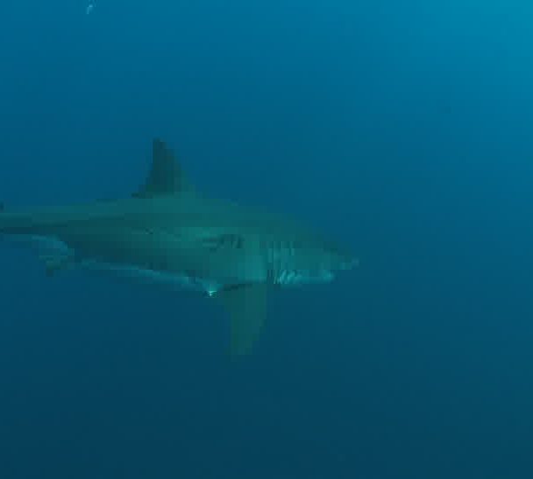 Requin_blanc_arrive_de_face_et_tourne_2.jpg