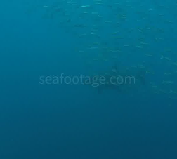 Requin_blanc_arrive_derriere_ban_de_poiscailles