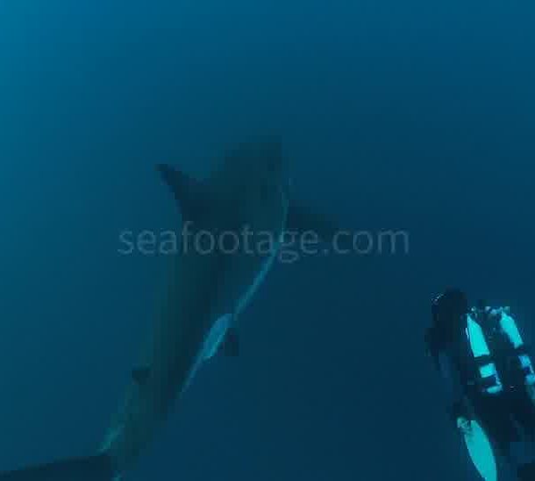 Requin_blanc_arrive_du_fond_et_de_face