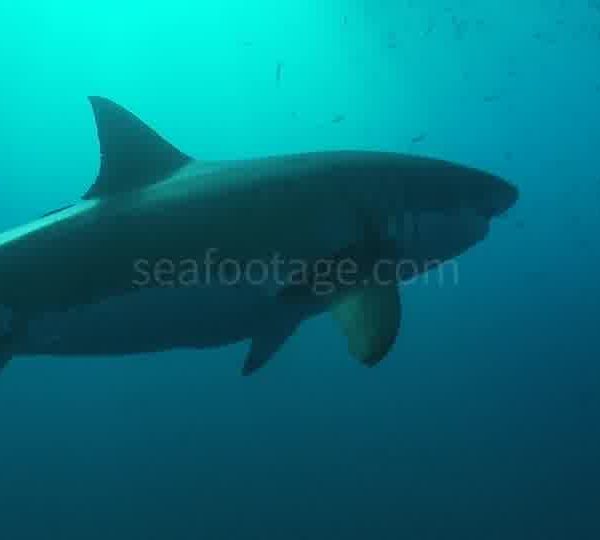 Requin_blanc_arrive_du_fond_et_pas_au_dessus_la_camera