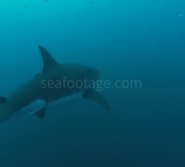 Requin_blanc_arrive_du_fond_puis_Francois_a_la_fin