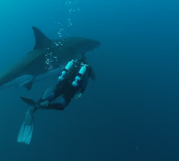 Requin_blanc_arrive_et_François_va_a_côte