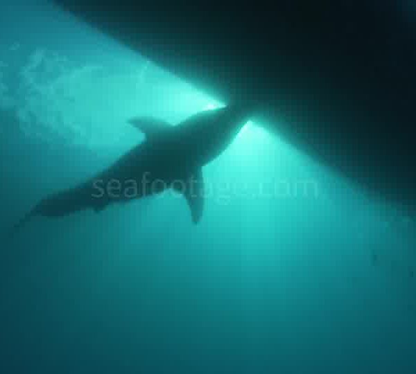 Requin_blanc_arrive_sous_la_coque_du_bateau