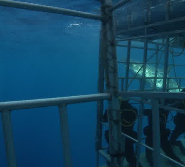 Requin_blanc_autour_de_la_cage