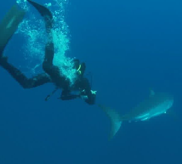 Requin_blanc_avec_Jean_Marie