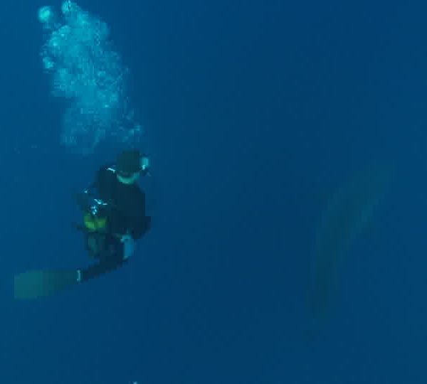 Requin_blanc_avec_Martin