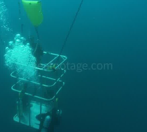 Requin_blanc_avec_cage