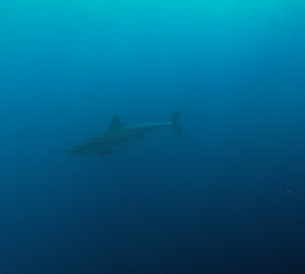 Requin_blanc_avec_cage_au_fond