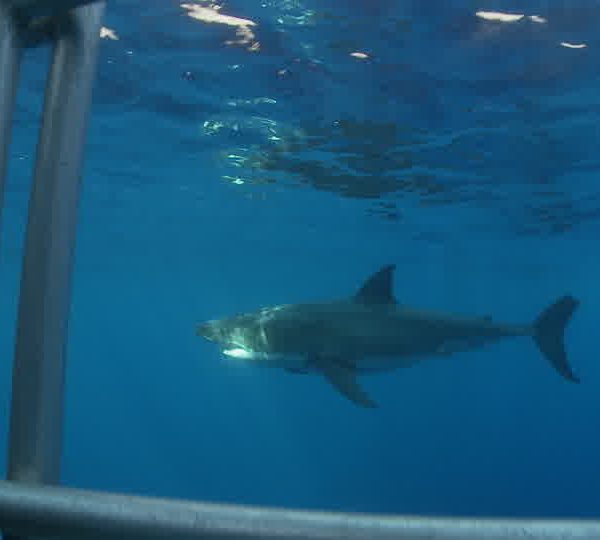 Requin_blanc_avec_cage_et_plongeurs