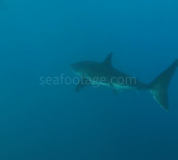 Requin_blanc_avec_chinchards