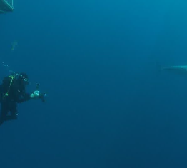 Requin_blanc_avec_phtographe_sous_la_cage