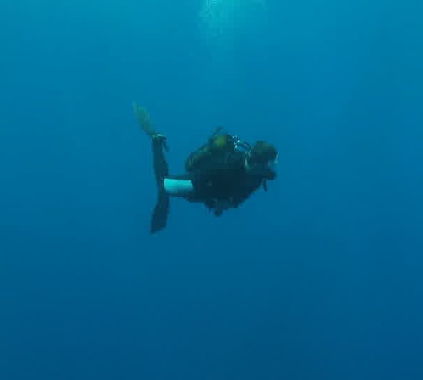Requin_blanc_avec_plongeur