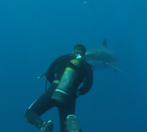 Requin_blanc_avec_plongeur_de_pres