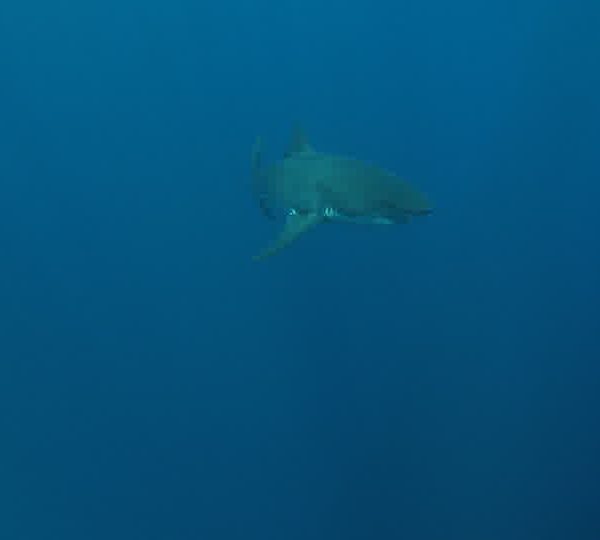 Requin_blanc_avec_plongeur_puis_avec_un_autre_Requin_blanc