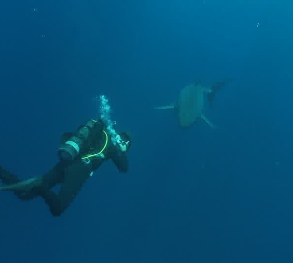 Requin_blanc_avec_plongeur_qui_saccroche_a_la_queue.jpg