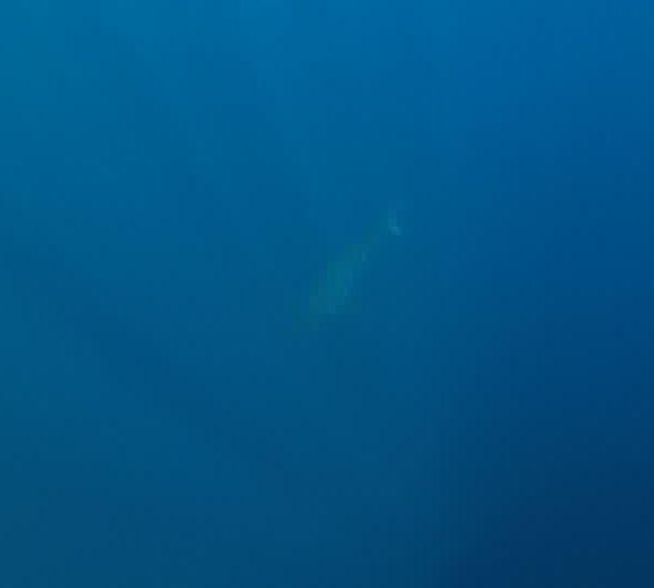 Requin_blanc_avec_plongeur_vue_de_dessus