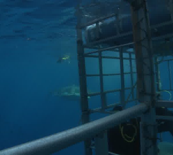 Requin_blanc_avec_plongeurs_dans_cage