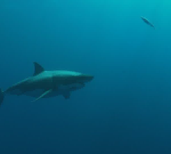 Requin_blanc_avec_plongeurs_et_cage_va_et_vient