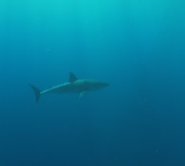 Requin_blanc_avec_thon_derriere_lui