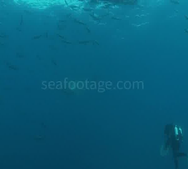 Requin_blanc_avec_touristes_dans_cage