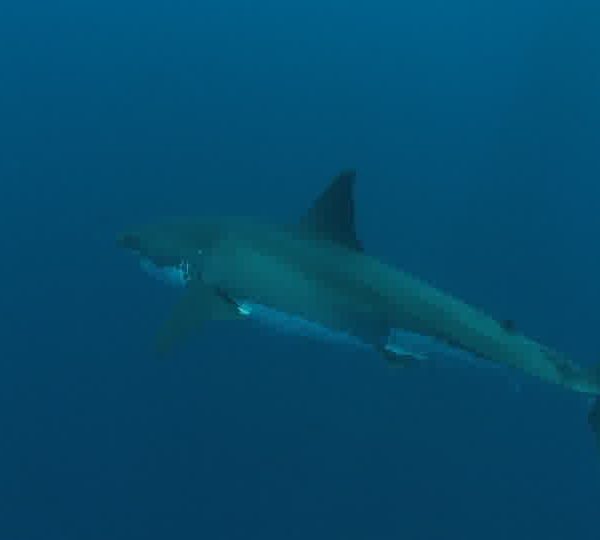 Requin_blanc_croise_un_autre