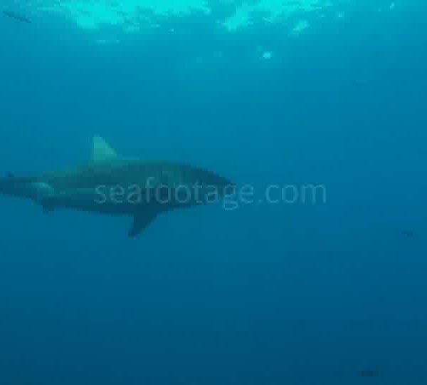 Requin_blanc_dans_le_beu