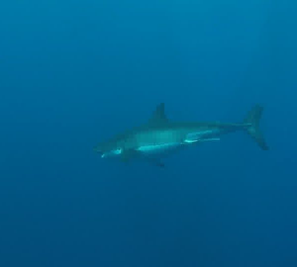 Requin_blanc_dans_le_bleu