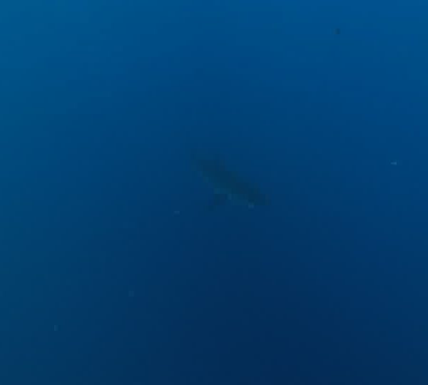 Requin_blanc_dans_le_bleuMOV