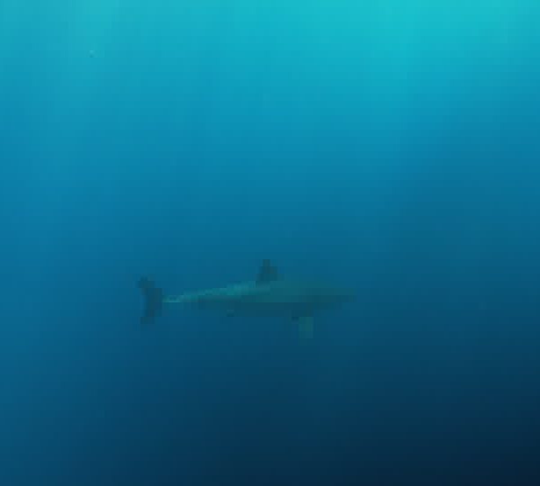 Requin_blanc_dans_le_bleu_plan_large
