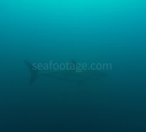 Requin_blanc_dans_le_bleu_sombre