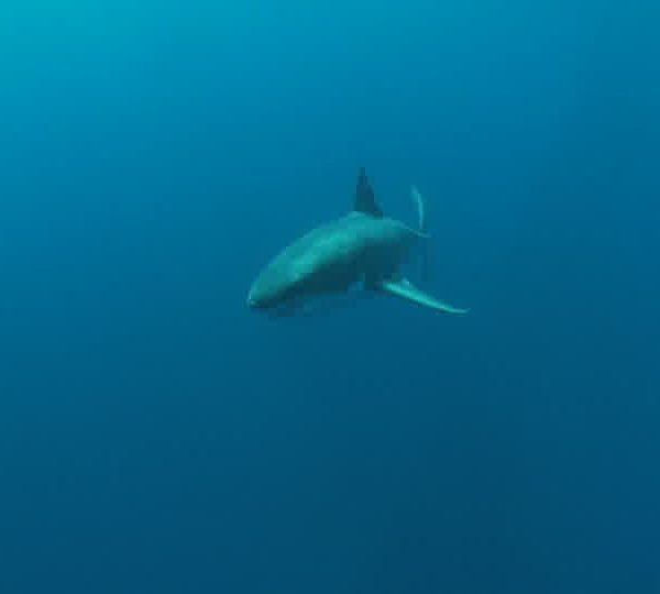 Requin_blanc_deux_se_croisent