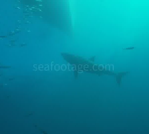 Requin_blanc_en_contre_plongee.jpg