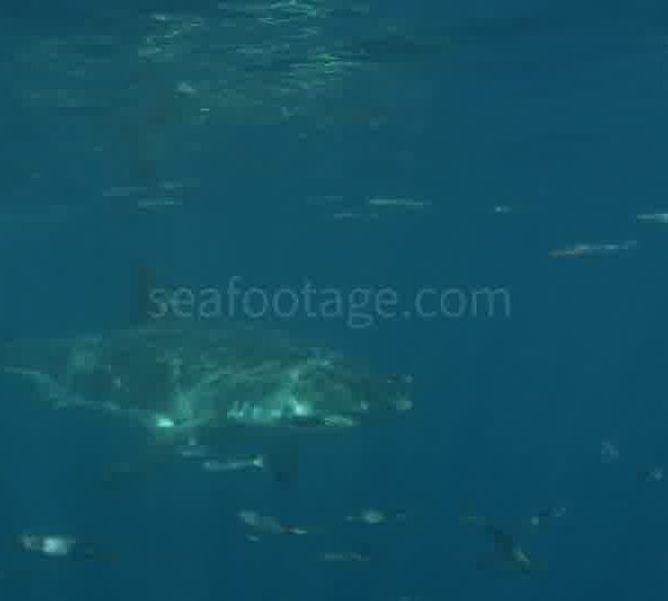 Requin_blanc_filme_depuis_la_cage