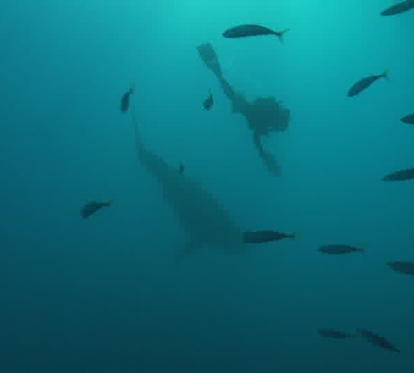 Requin_blanc_fuit_devant_François