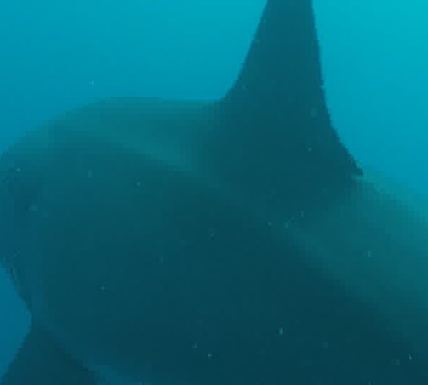 Requin_blanc_gros_passe_passe_avec_François++