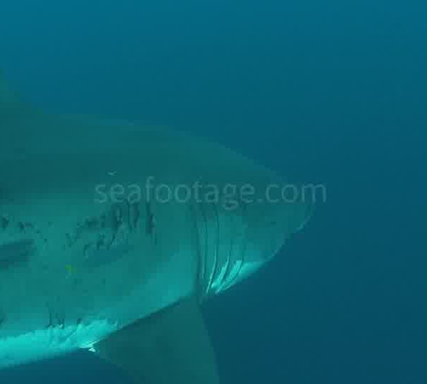 Requin_blanc_gros_plan_super_raccord